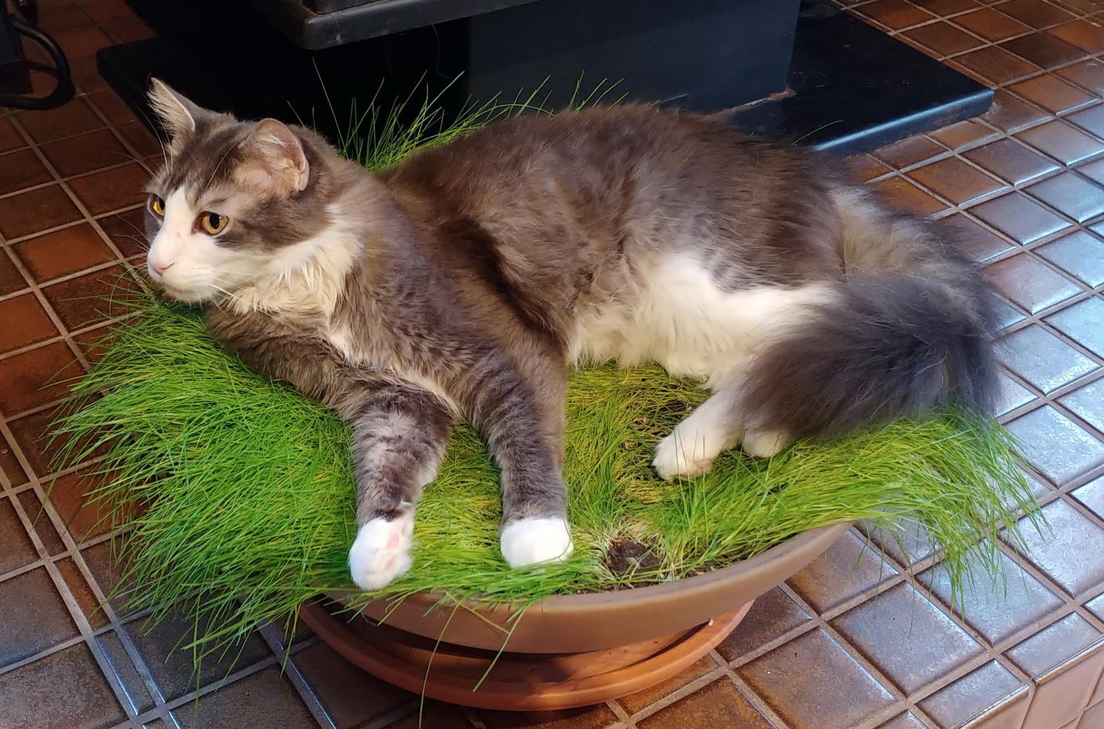 Enlarge GAVIN #1852 - Offered by Owner - Long-haired male, a Adoptable Domestic Long Hair in Hillsboro, OR image 2/3
