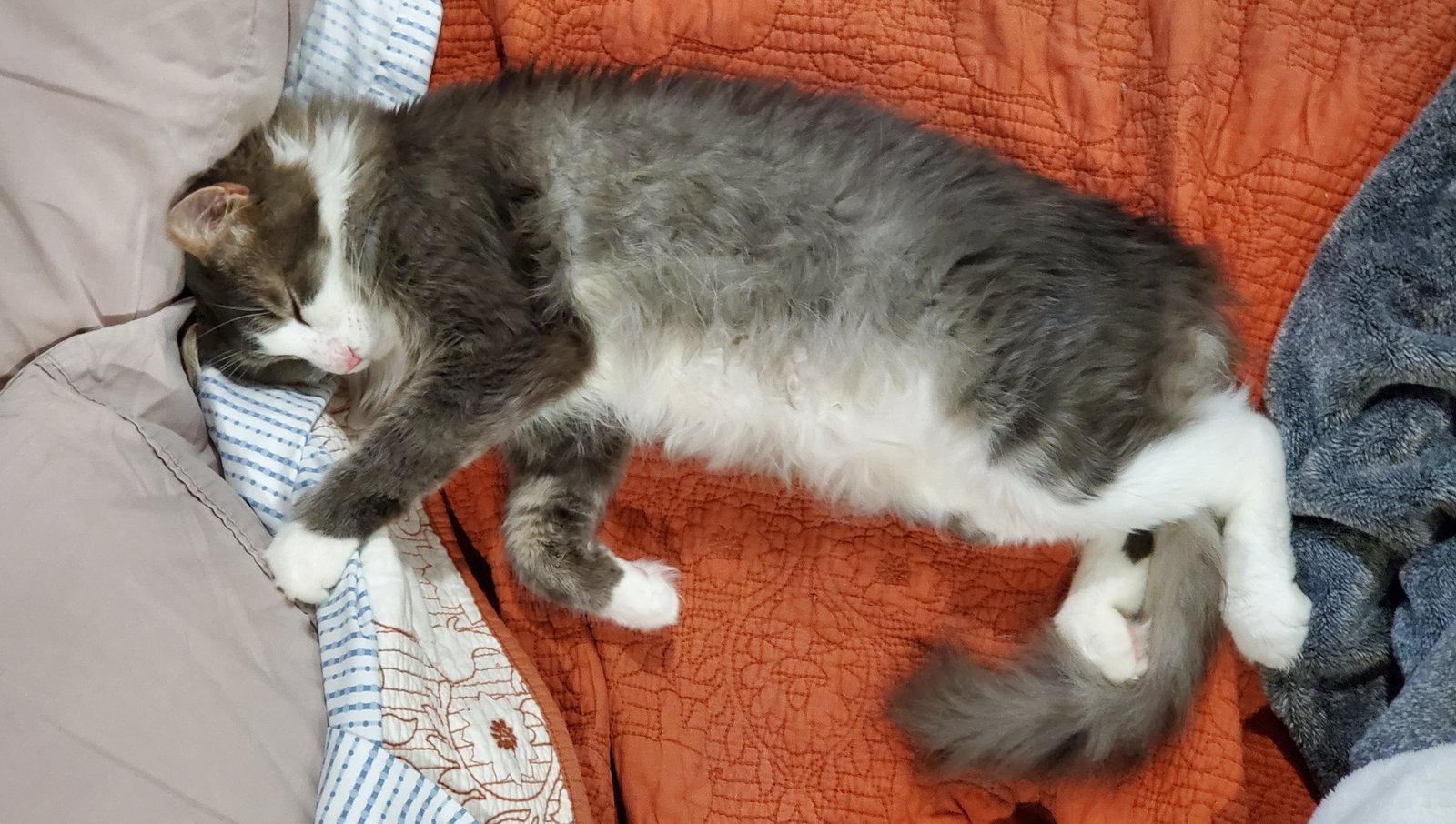 Enlarge GAVIN #1852 - Offered by Owner - Long-haired male, a Adoptable Domestic Long Hair in Hillsboro, OR image 3/3