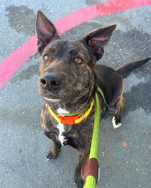 Enlarge FLORA, a Adoptable mixed breed in Sacramento, CA image 1/1