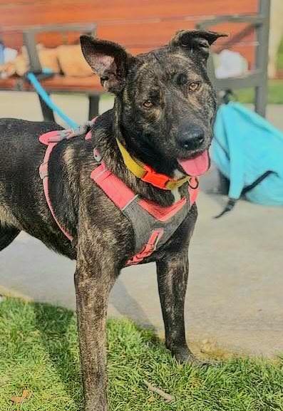 Enlarge FLORA, a Adoptable mixed breed in Sacramento, CA image 1/1