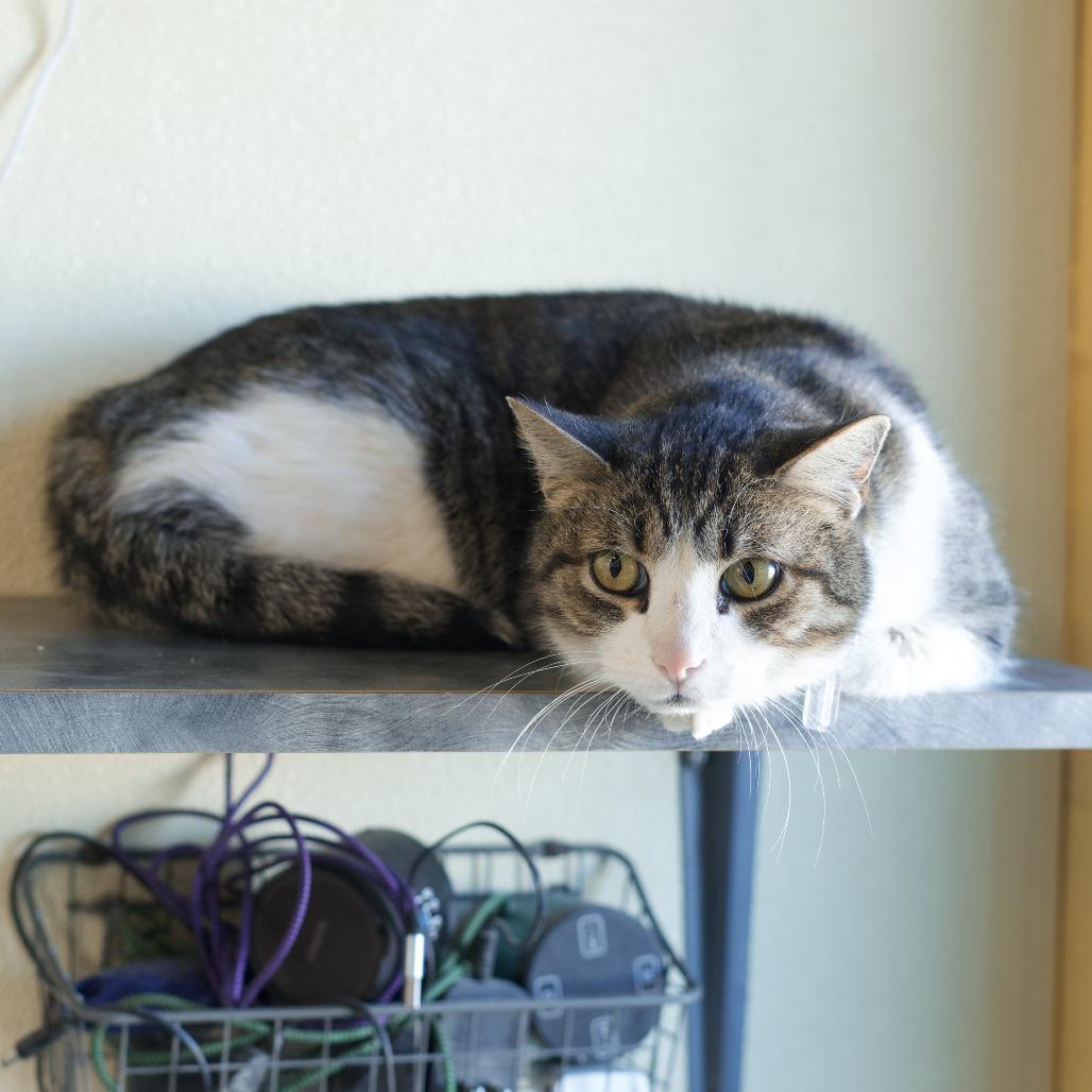 Finn, Adoptable, Adult Male Domestic Short Hair.