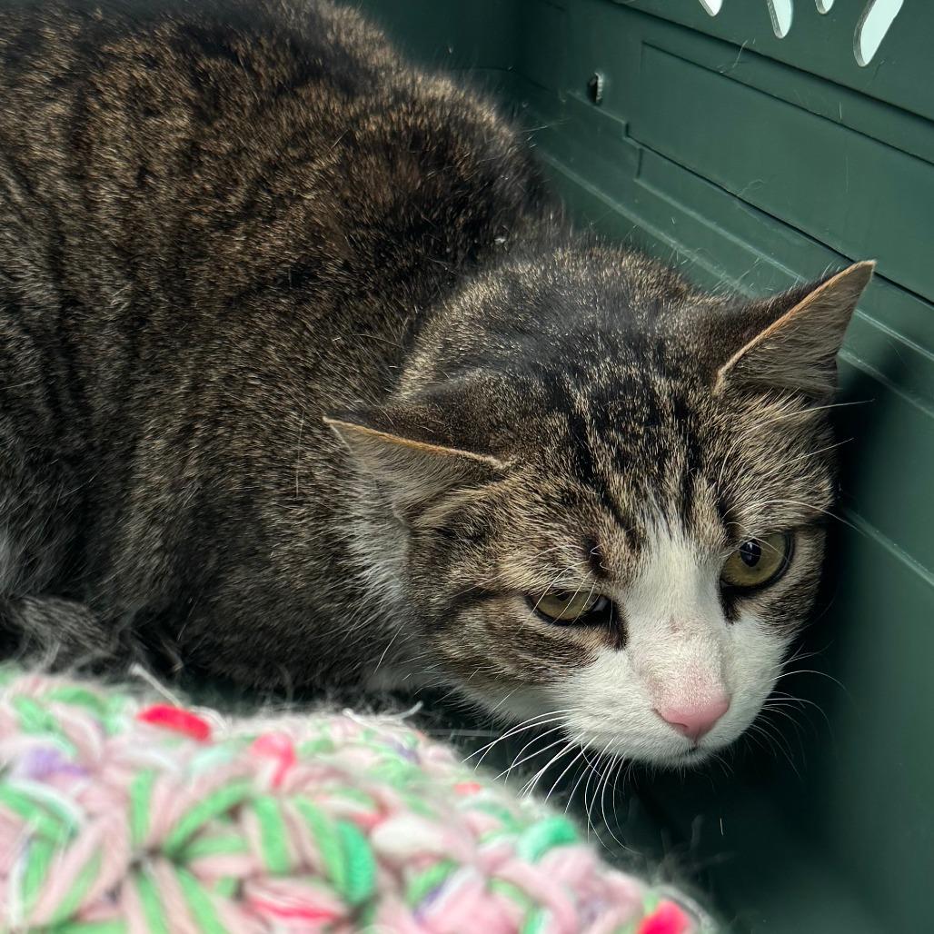 Enlarge Finn, a Adoptable Domestic Short Hair in Lakewood, CO image 2/3