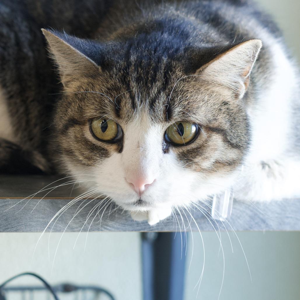 Enlarge Finn, a Adoptable Domestic Short Hair in Lakewood, CO image 3/3