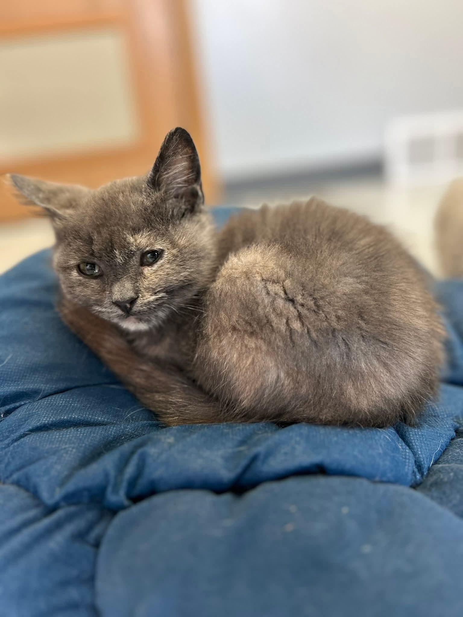 Enlarge Pecan *Special Needs*, a Adoptable mixed breed in Montello, WI image 1/3