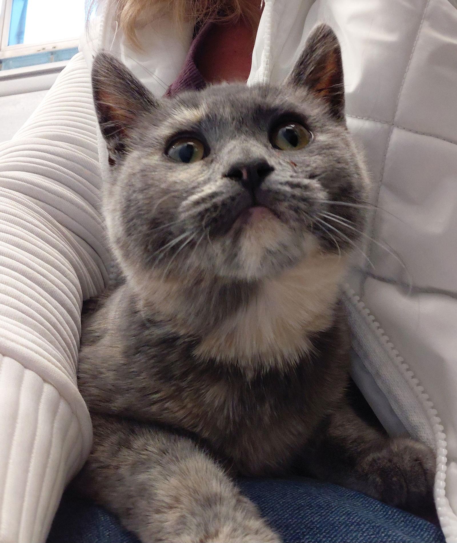 Enlarge Pecan *Special Needs*, a Adoptable mixed breed in Montello, WI image 2/3