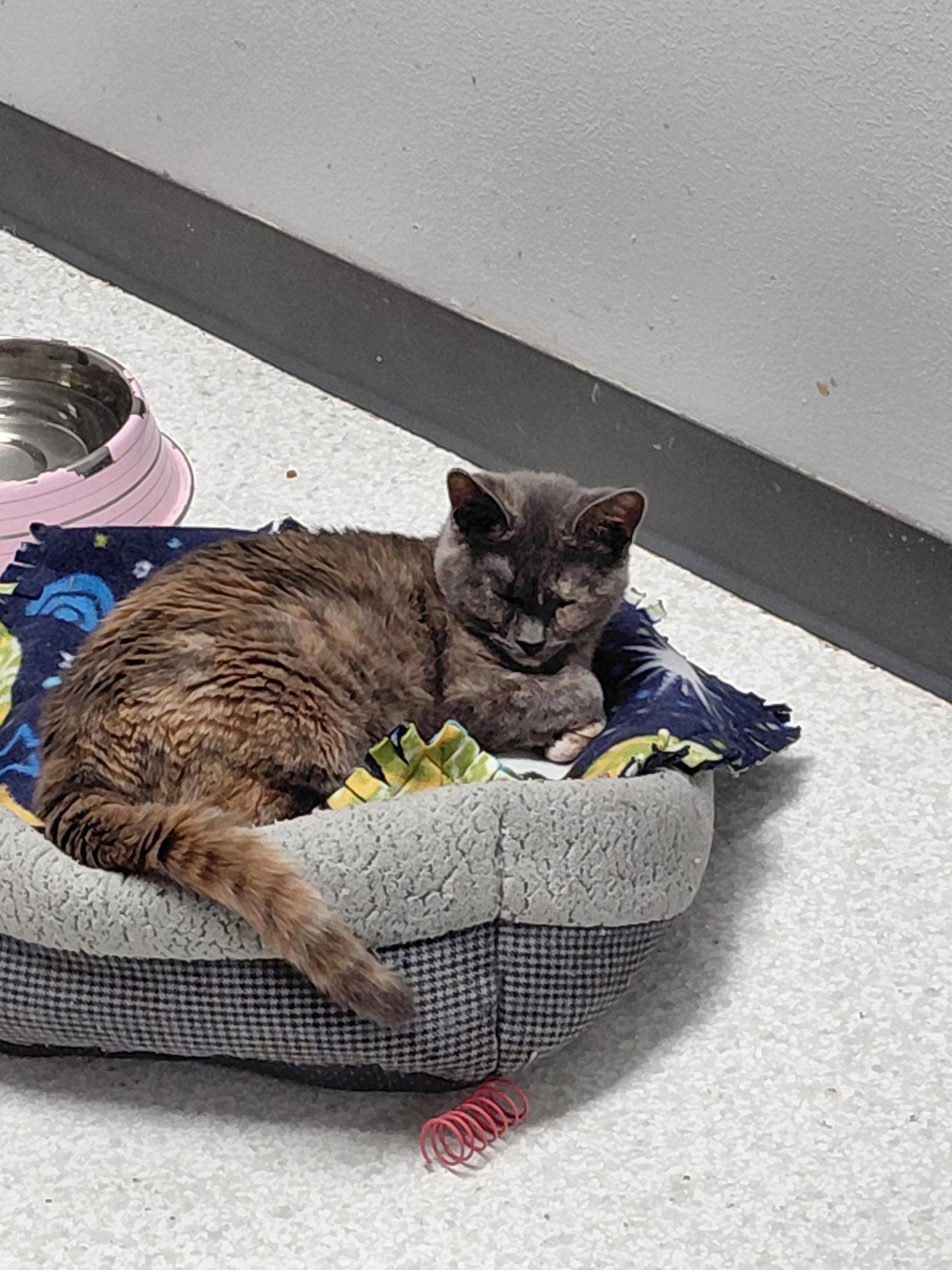 Enlarge Pecan *Special Needs*, a Adoptable mixed breed in Montello, WI image 3/3