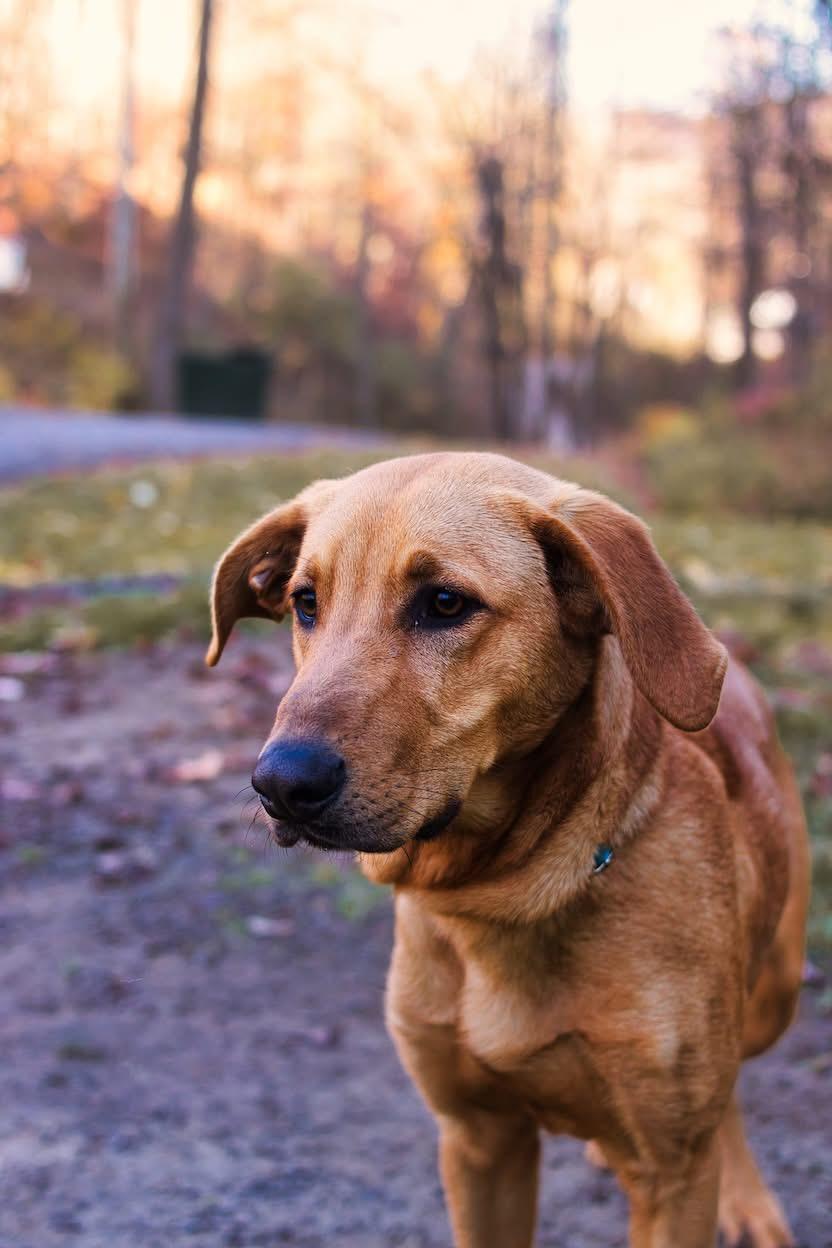 Enlarge Champ, a Adoptable mixed breed in Grafton, WV image 2/5