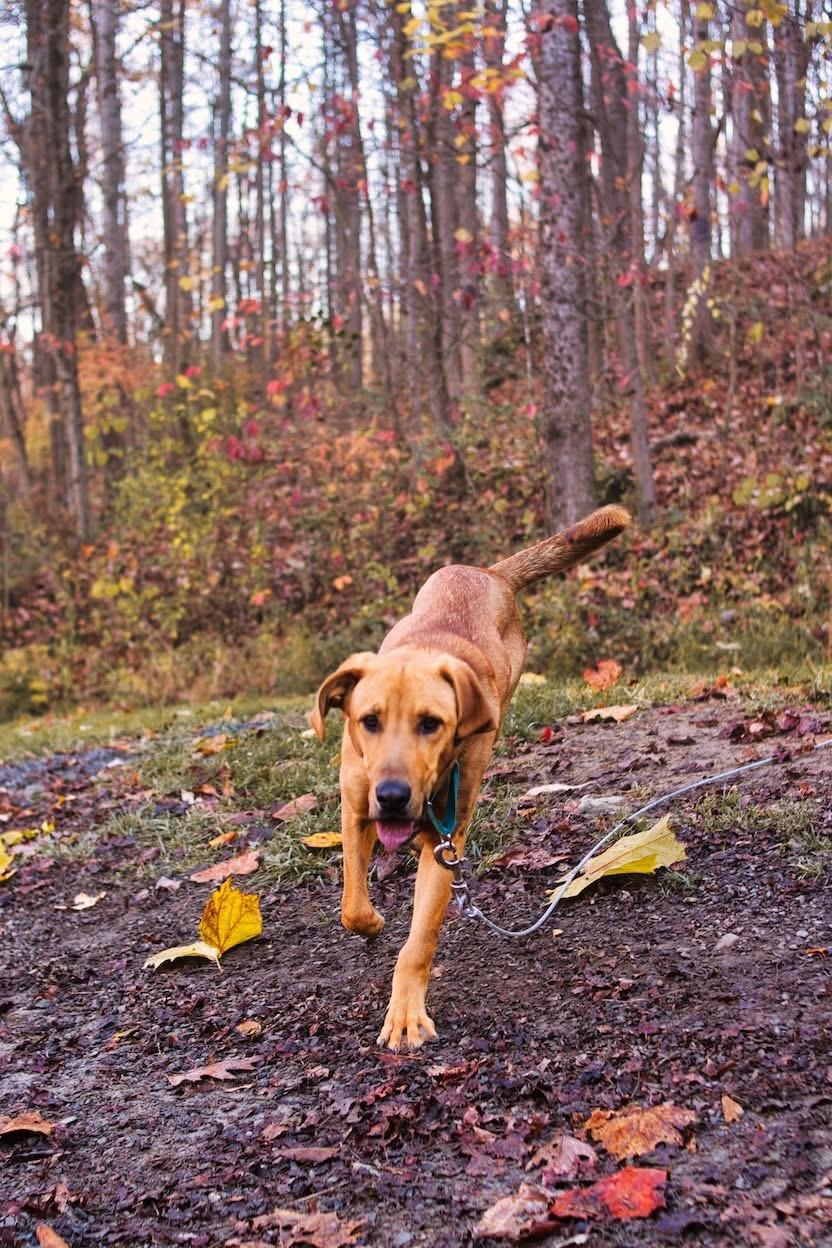 Enlarge Champ, a Adoptable mixed breed in Grafton, WV image 4/5