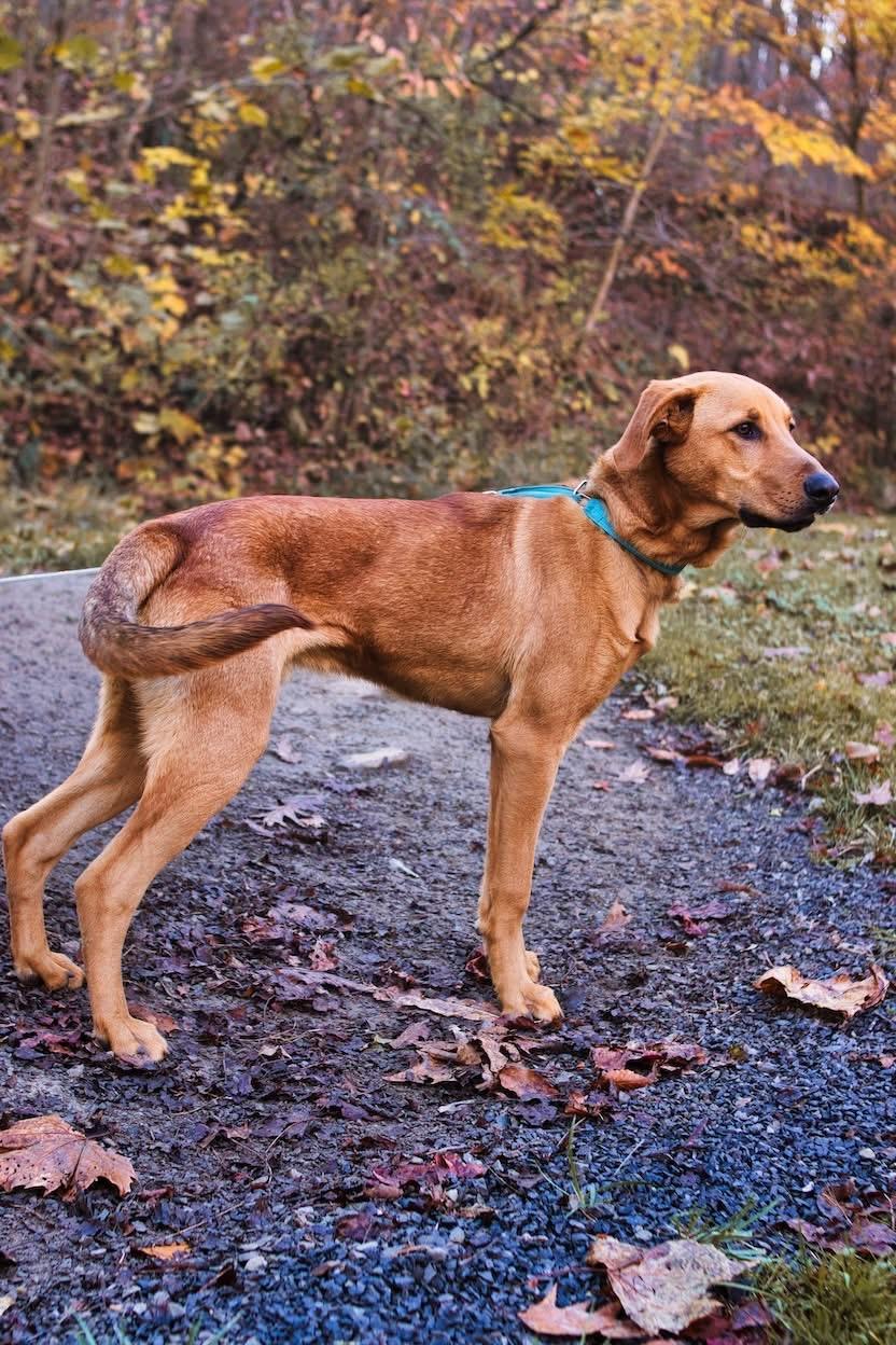 Enlarge Champ, a Adoptable mixed breed in Grafton, WV image 5/5