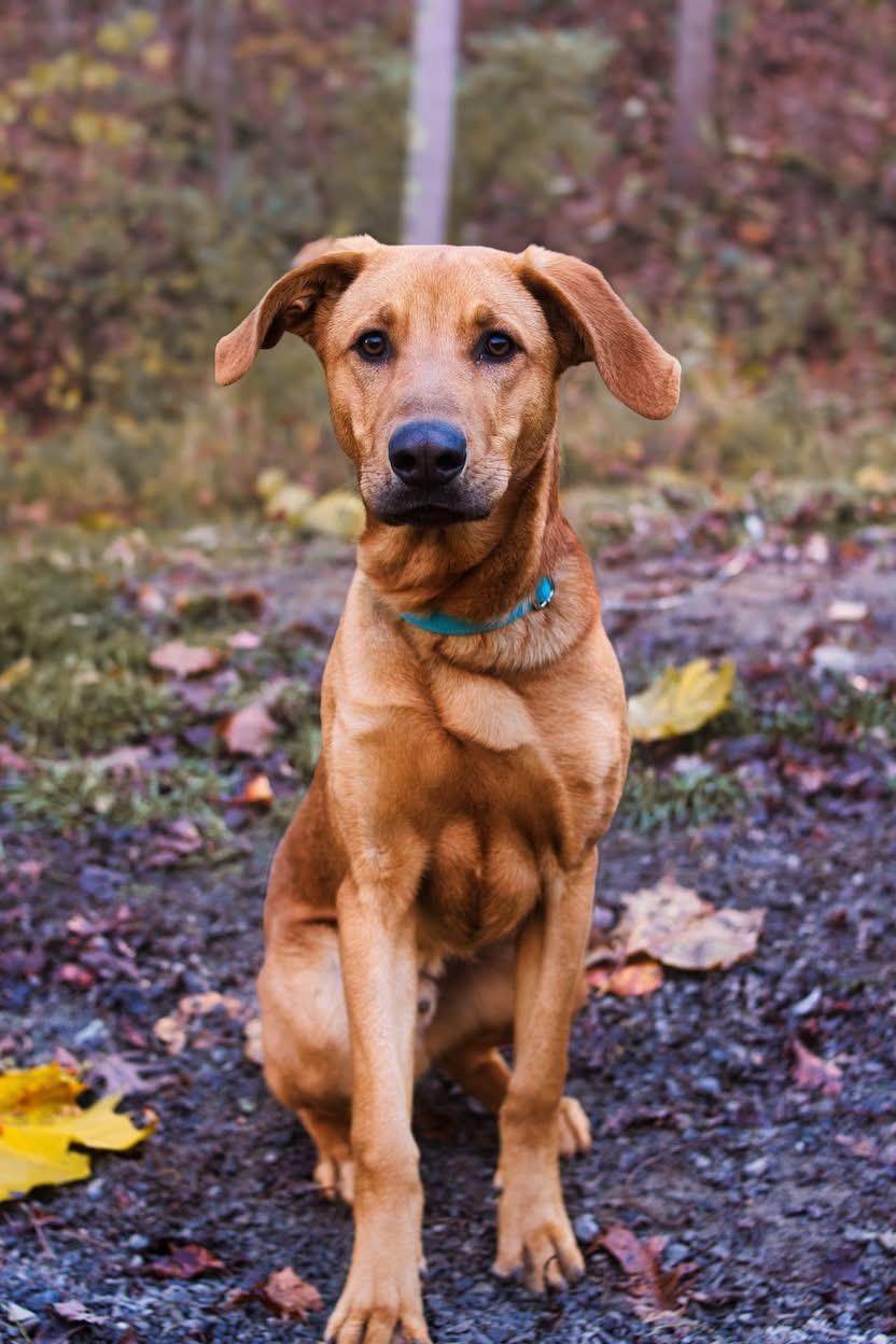 Champ, Adoptable, Puppy Male Golden Retriever & Hound.