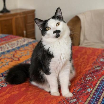 Petey, an adopted Domestic Long Hair in Fort Worth, TX image 4/5