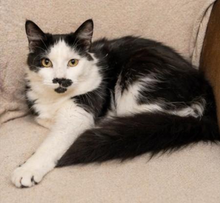 Petey, an adopted Domestic Long Hair in Fort Worth, TX image 2/5