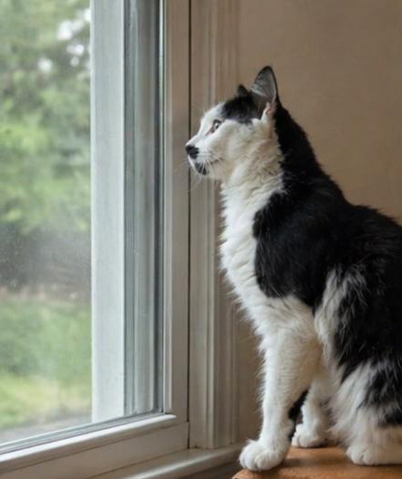 Petey, an adopted Domestic Long Hair in Fort Worth, TX image 3/5