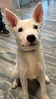 Goliath Yrly 369, Adoptable, Puppy Male Great Pyrenees & Labrador Retriever.