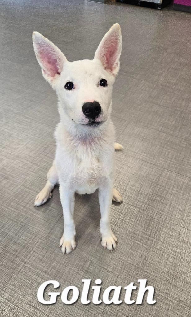 Enlarge Goliath Yrly 369, a Adoptable mixed breed in Sidney, OH image 2/6