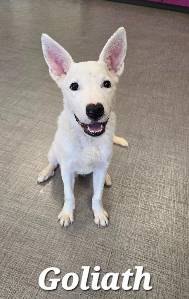Enlarge Goliath Yrly 369, a Adoptable mixed breed in Sidney, OH image 3/6
