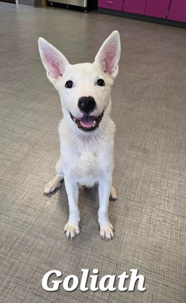 Enlarge Goliath Yrly 369, a Adoptable mixed breed in Sidney, OH image 4/6