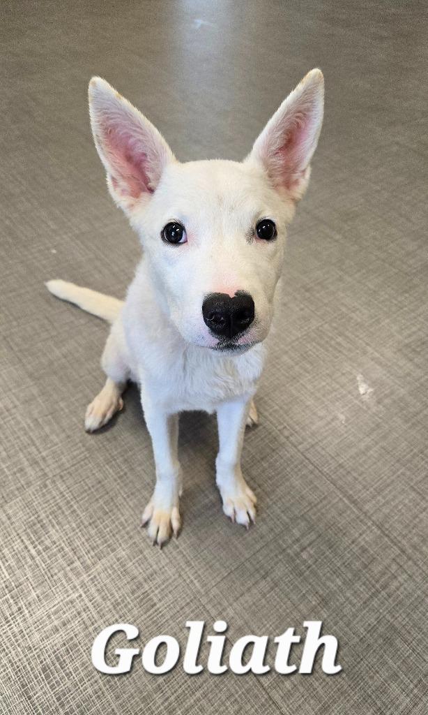 Enlarge Goliath Yrly 369, a Adoptable mixed breed in Sidney, OH image 5/6