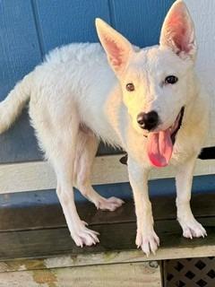 Enlarge Goliath Yrly 369, a Adoptable mixed breed in Sidney, OH image 6/6