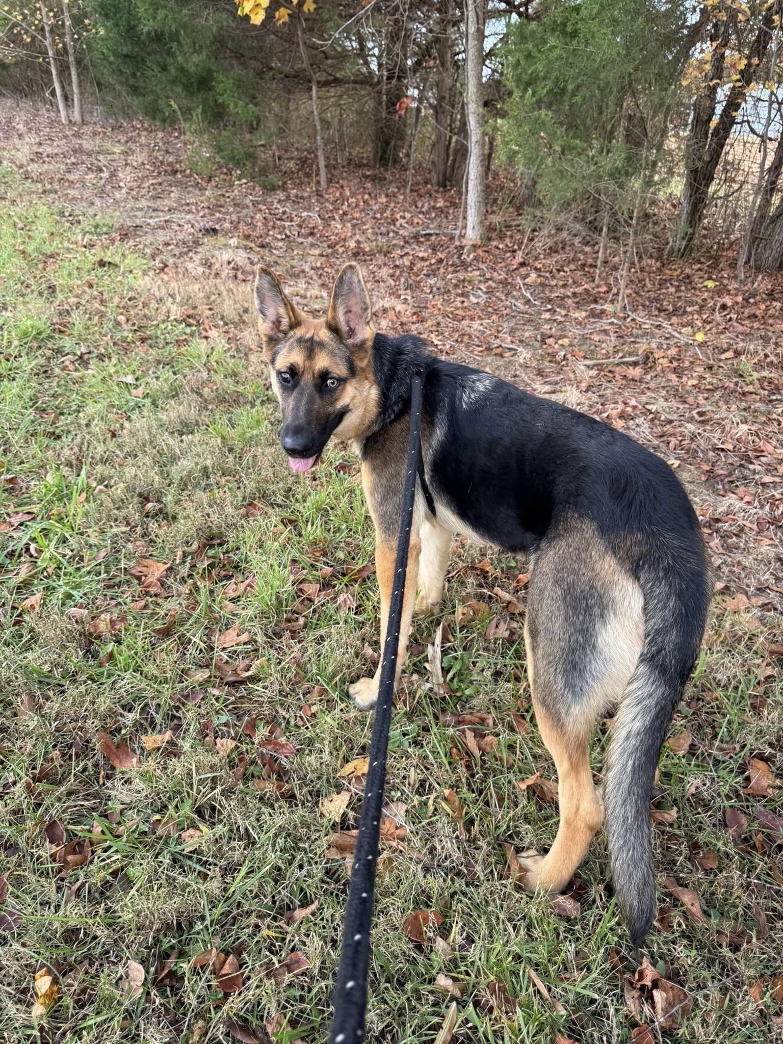 Mia, a Adoptable German Shepherd Dog in Salisbury, NC image 4/4