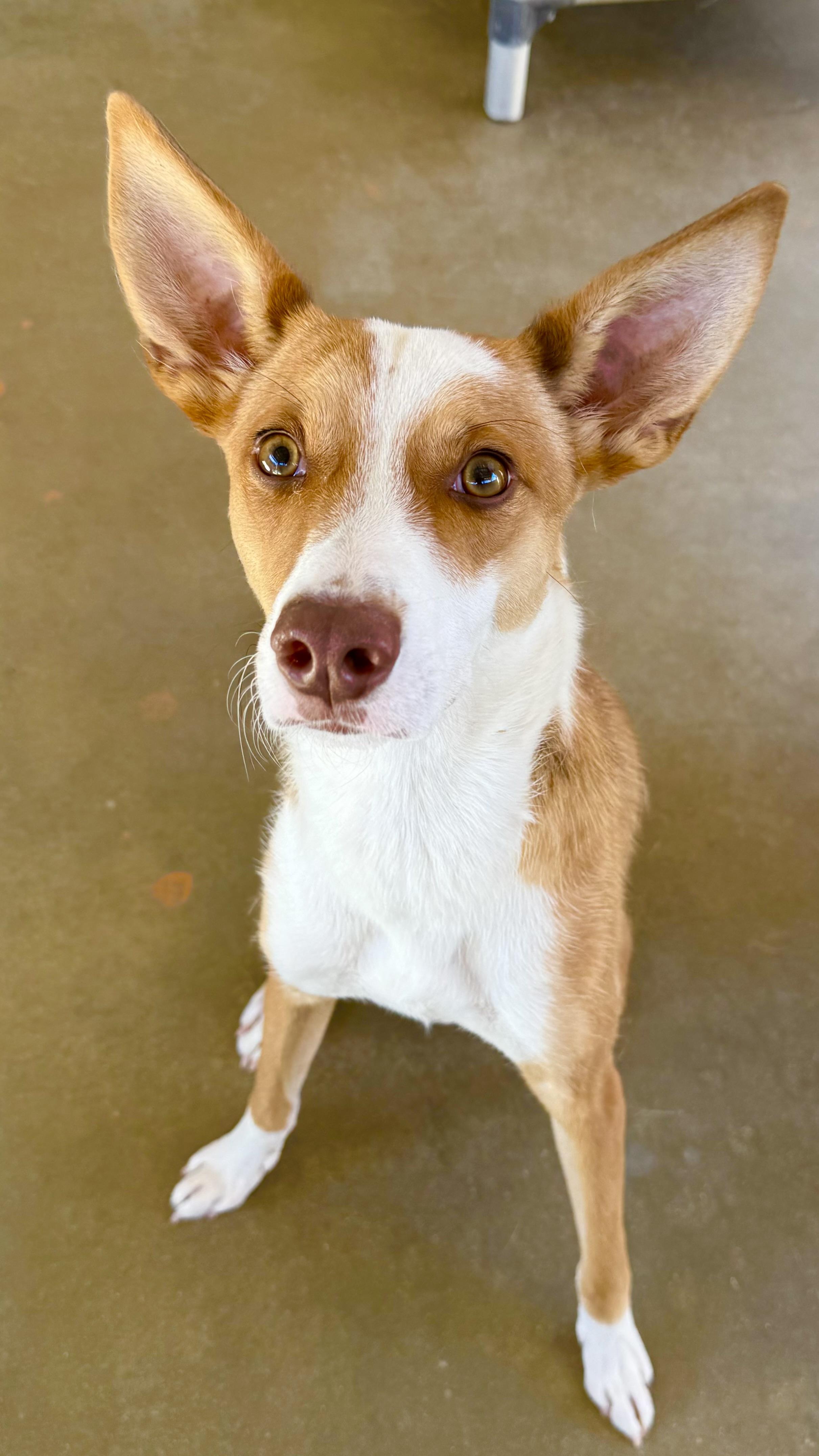 CALVIN, ADOPTABLE, Young Male Ibizan Hound.