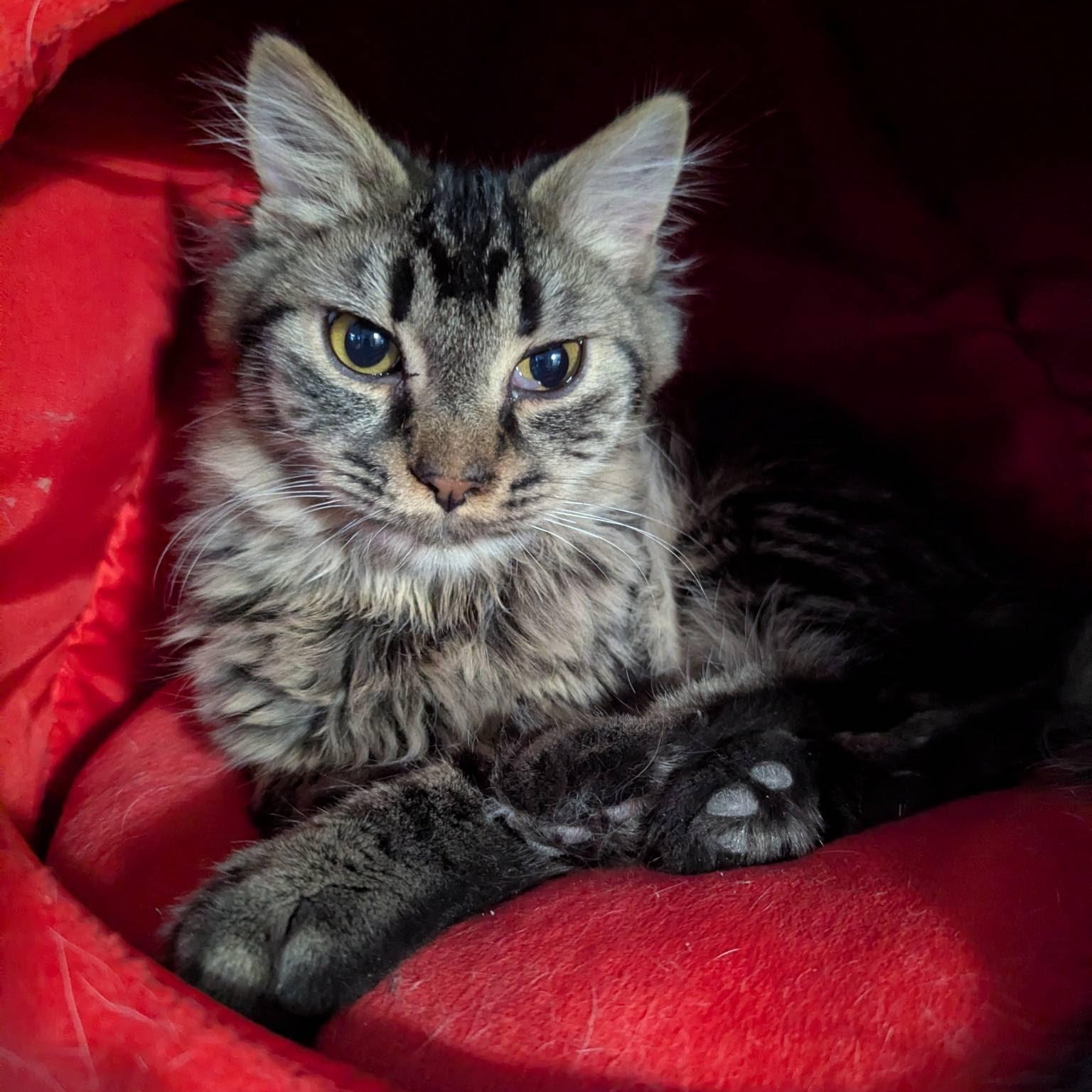 Lux, adoptable, Kitten Male Domestic Long Hair.