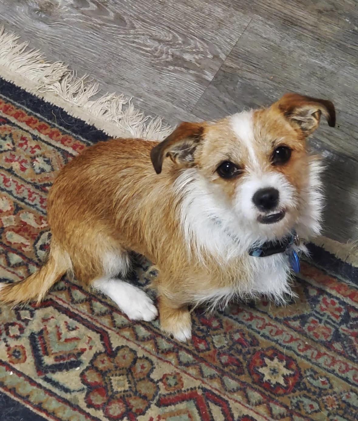 Enlarge Chicle, a Adoptable mixed breed in Pasadena, CA image 6/6