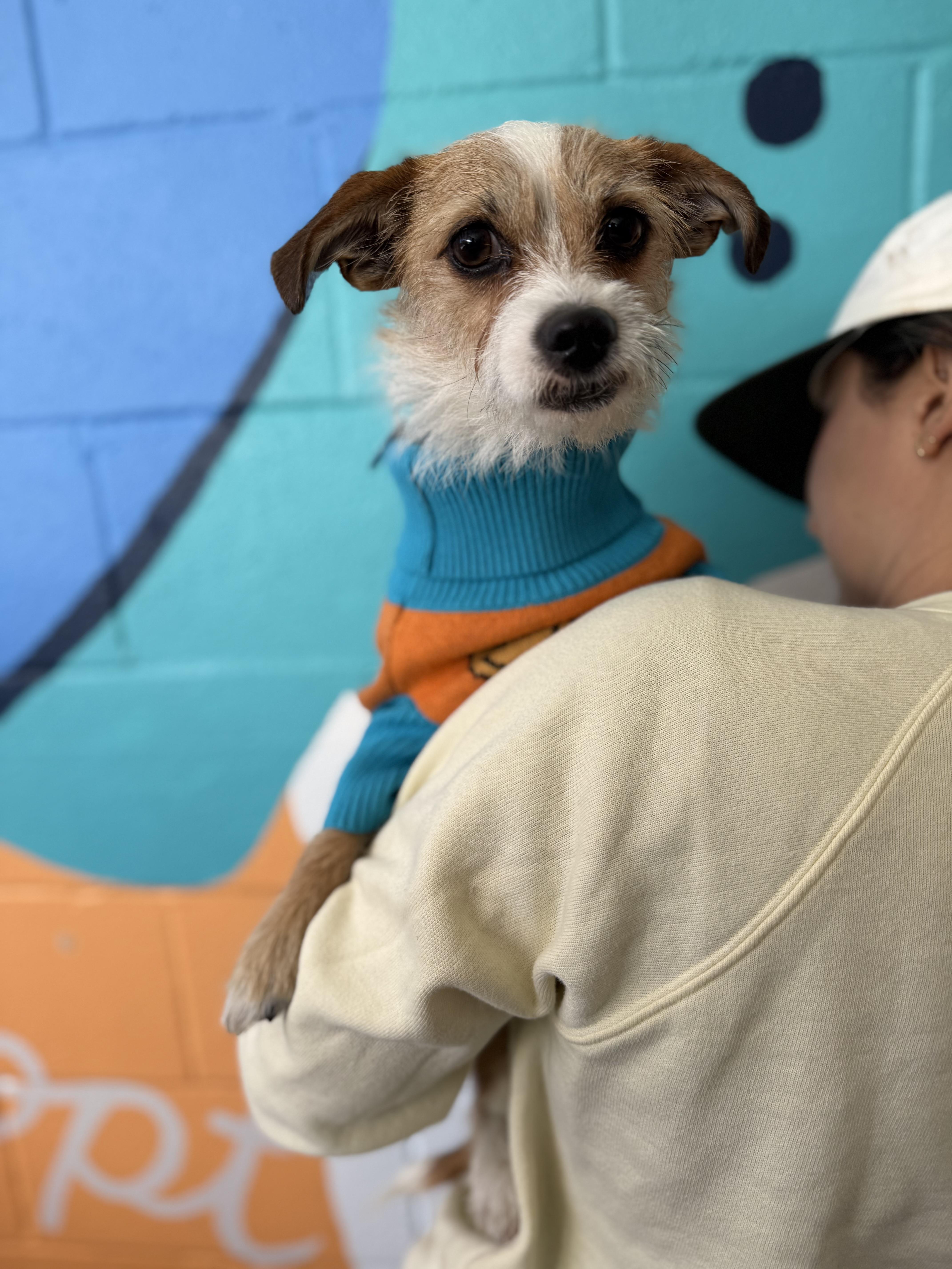 Enlarge Chicle, a Adoptable mixed breed in Pasadena, CA image 4/6