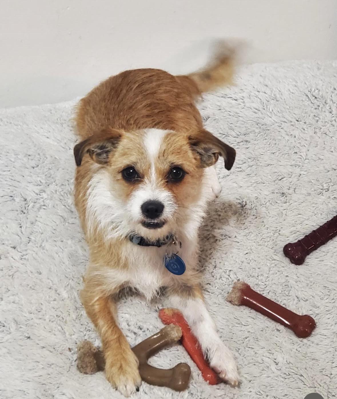 Enlarge Chicle, a Adoptable mixed breed in Pasadena, CA image 5/6