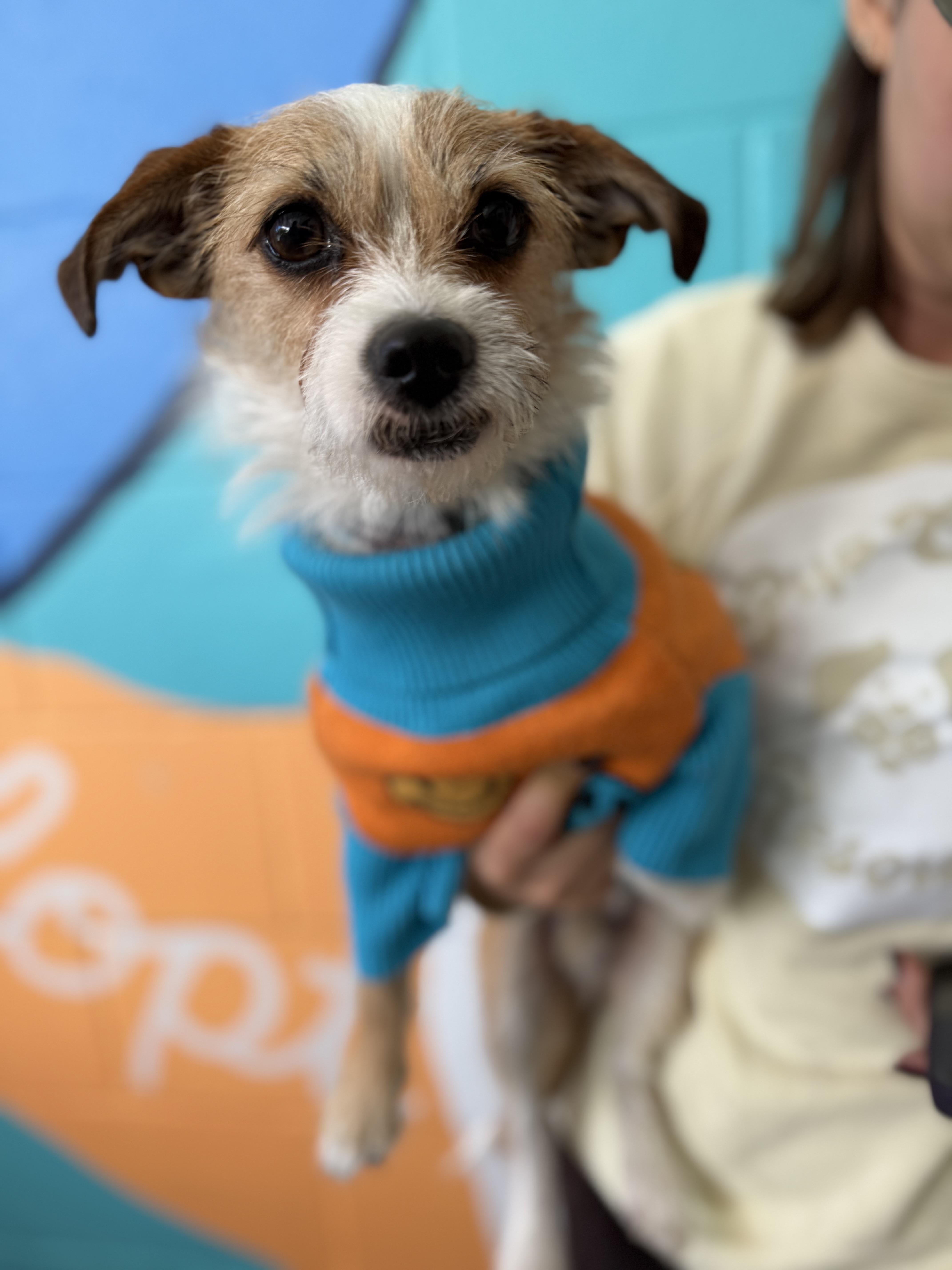 Chicle, Adoptable, Adult Male Terrier.