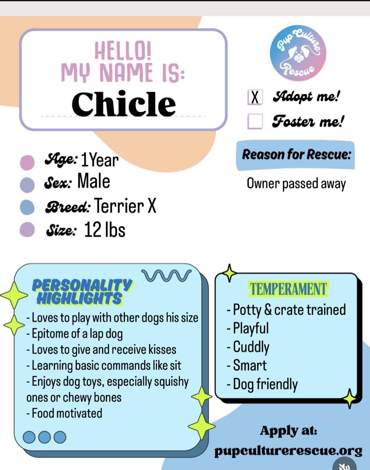 Enlarge Chicle, a Adoptable mixed breed in Pasadena, CA image 2/6