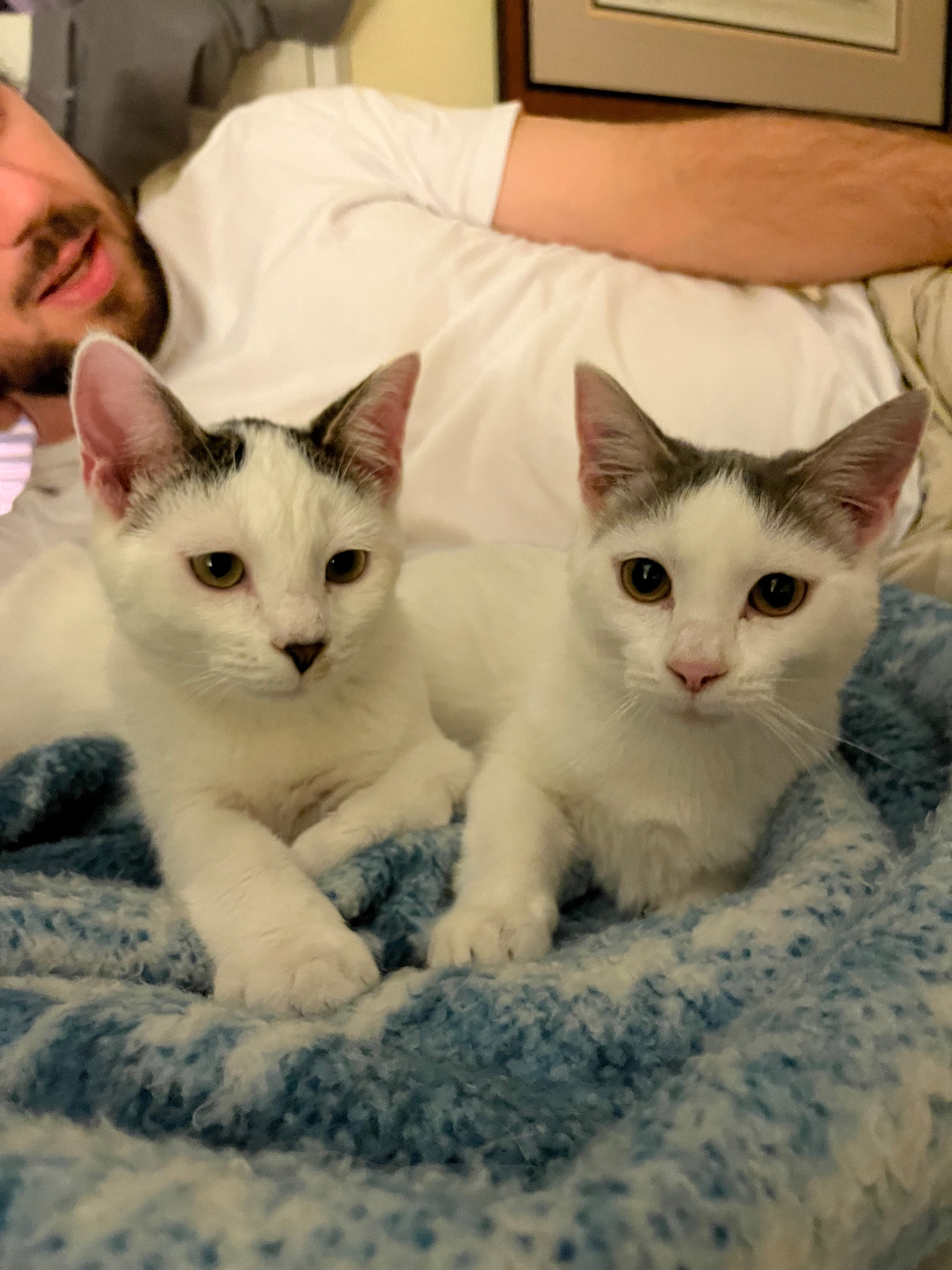 Ronald and Delilah, a Adopted mixed breed in Frederick, MD image 1/6