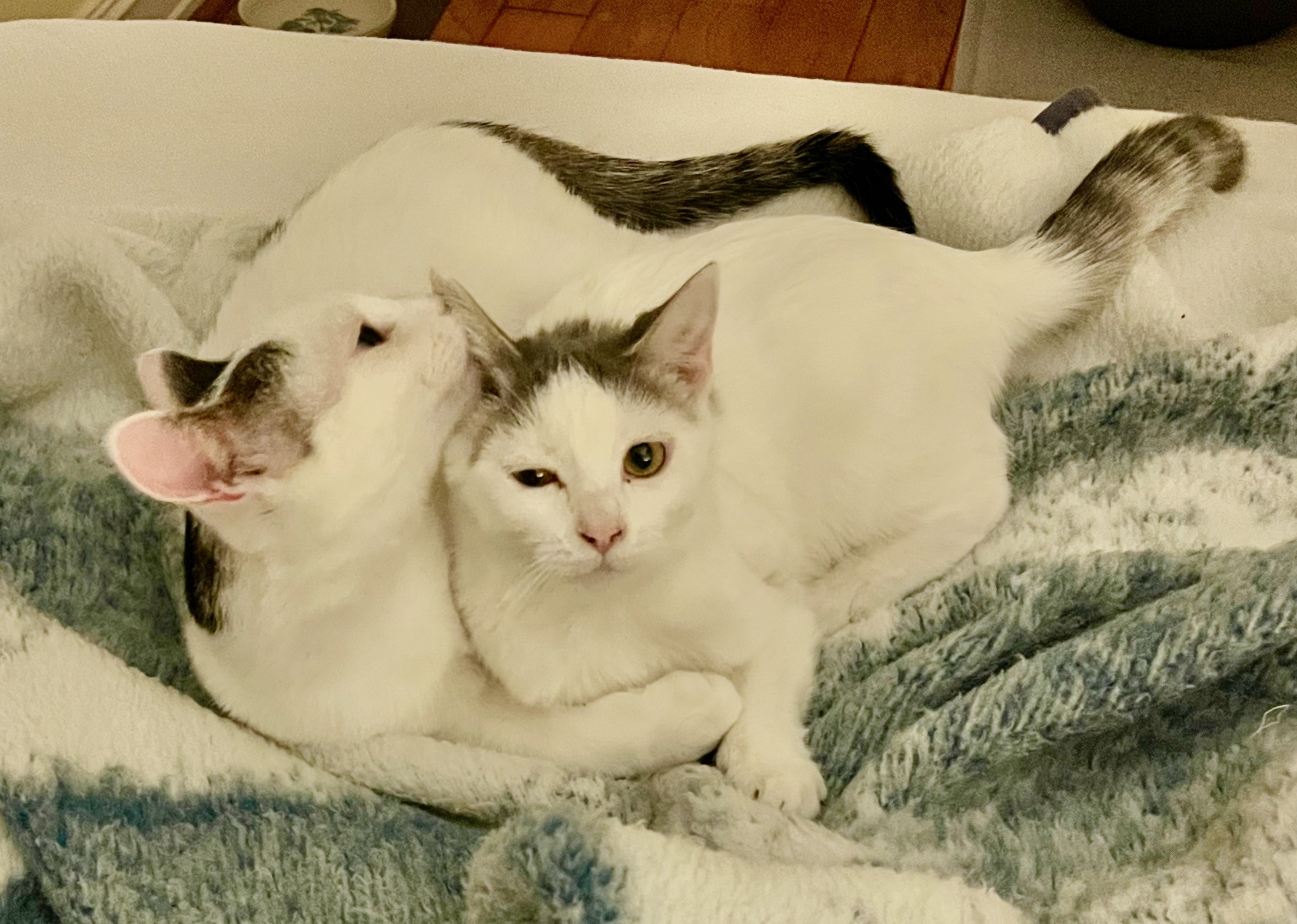 Ronald and Delilah, a Adopted mixed breed in Frederick, MD image 2/6