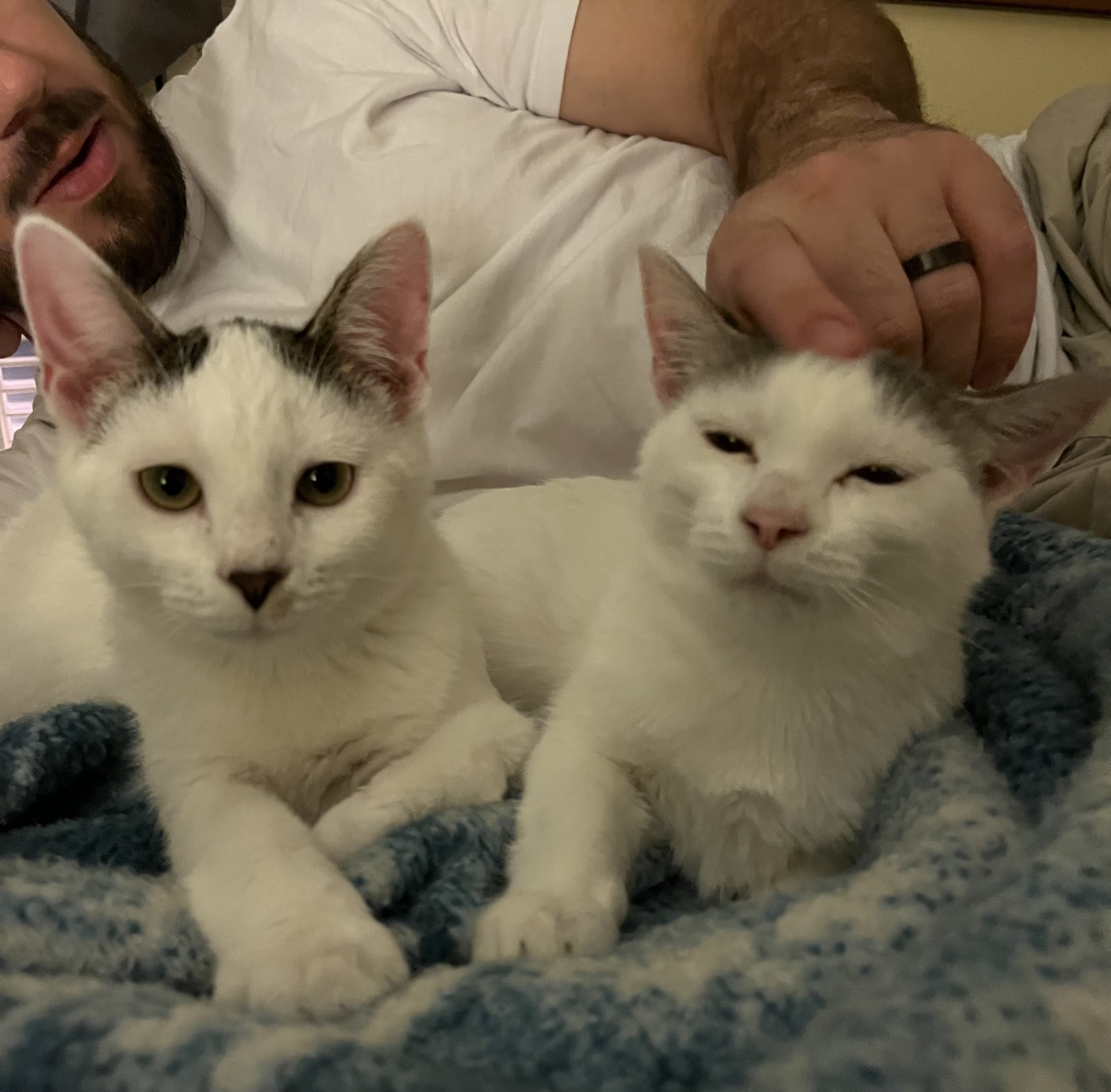 Ronald and Delilah, a Adopted mixed breed in Frederick, MD image 3/6