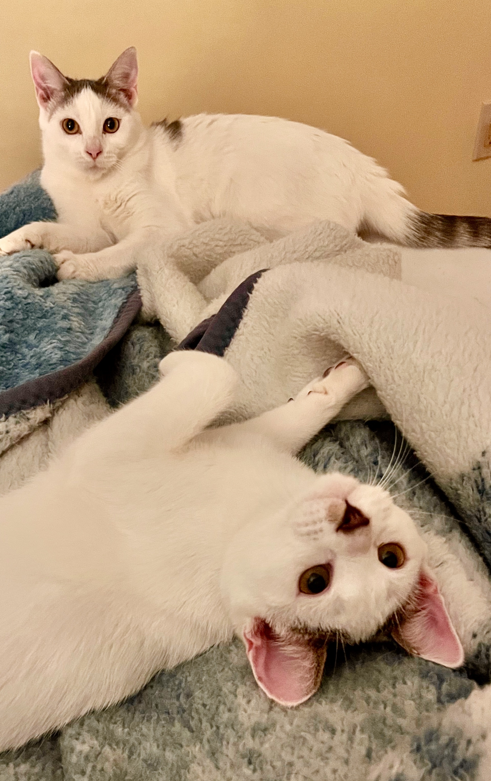 Ronald and Delilah, a Adopted mixed breed in Frederick, MD image 4/6