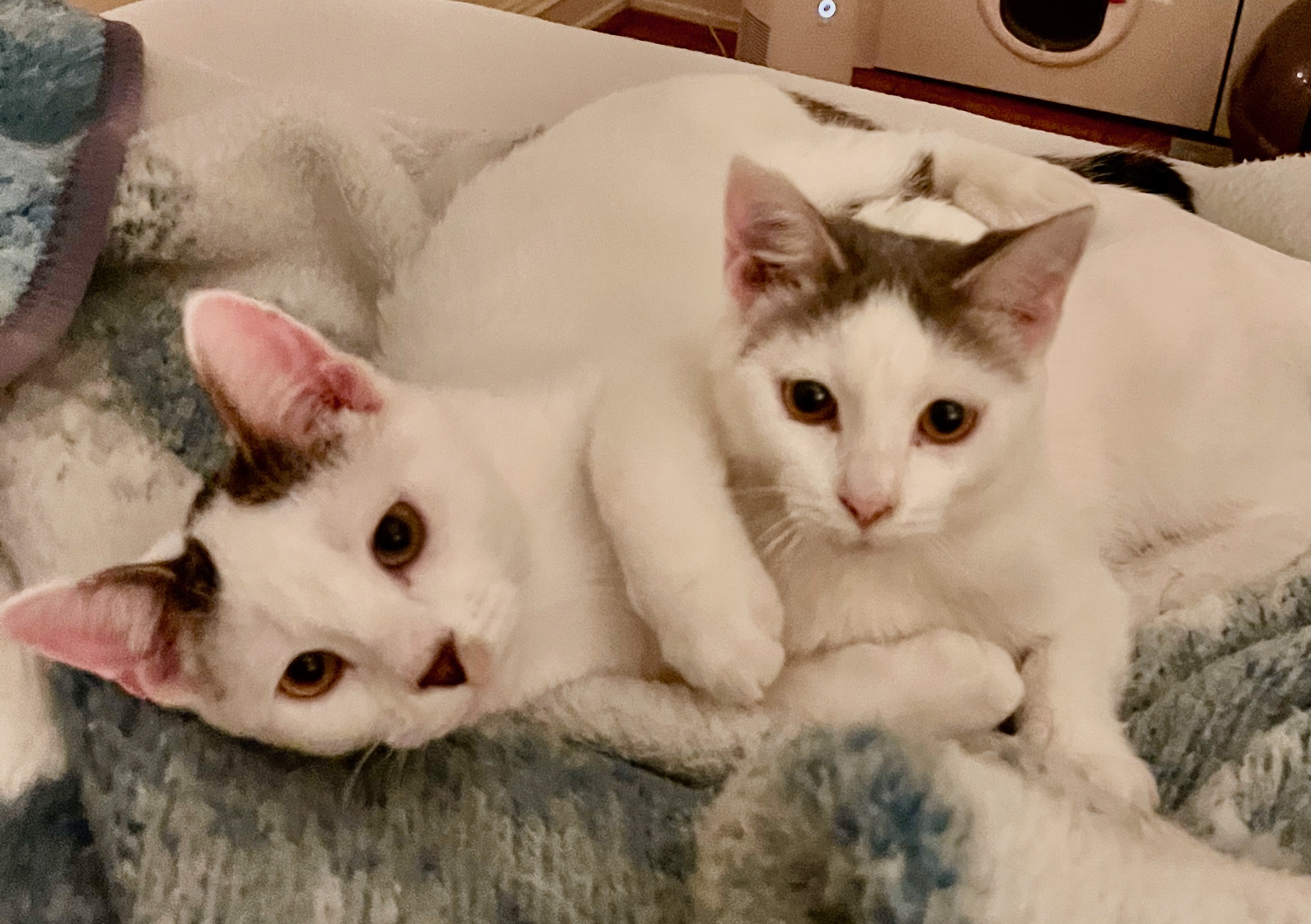 Ronald and Delilah, a Adopted mixed breed in Frederick, MD image 5/6