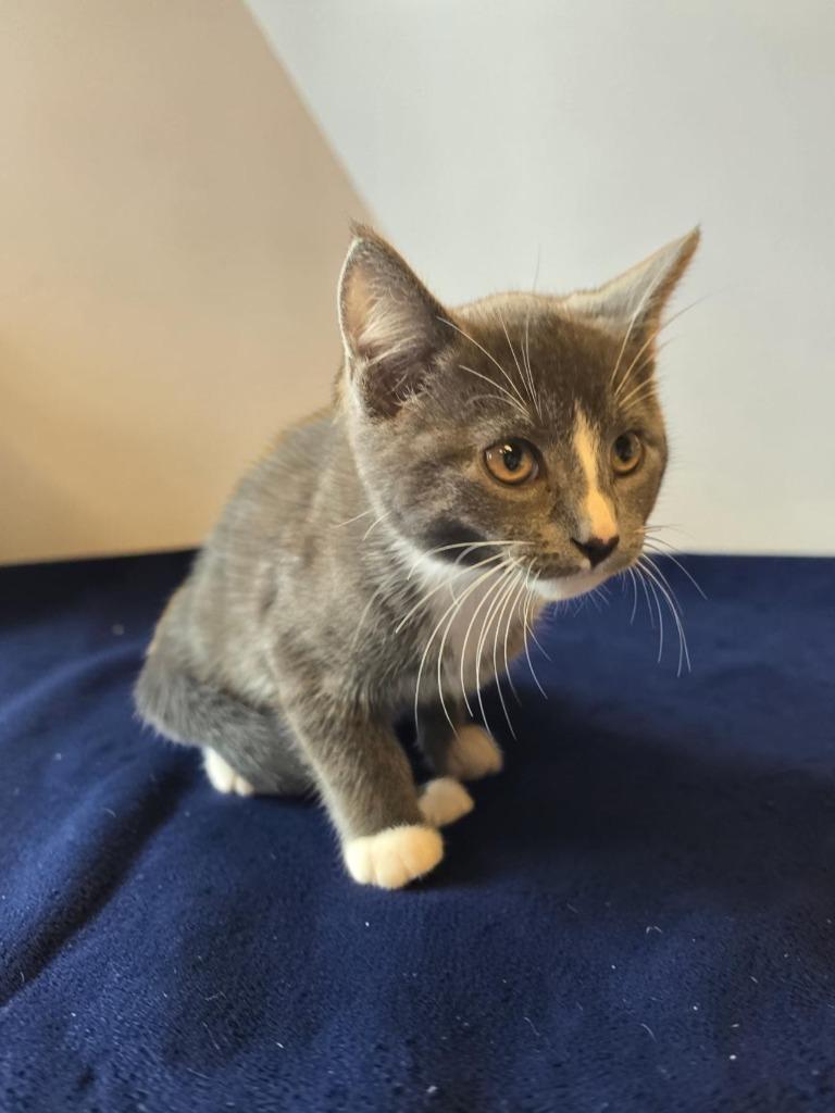Tommy, Adoptable, Kitten Male Domestic Short Hair.