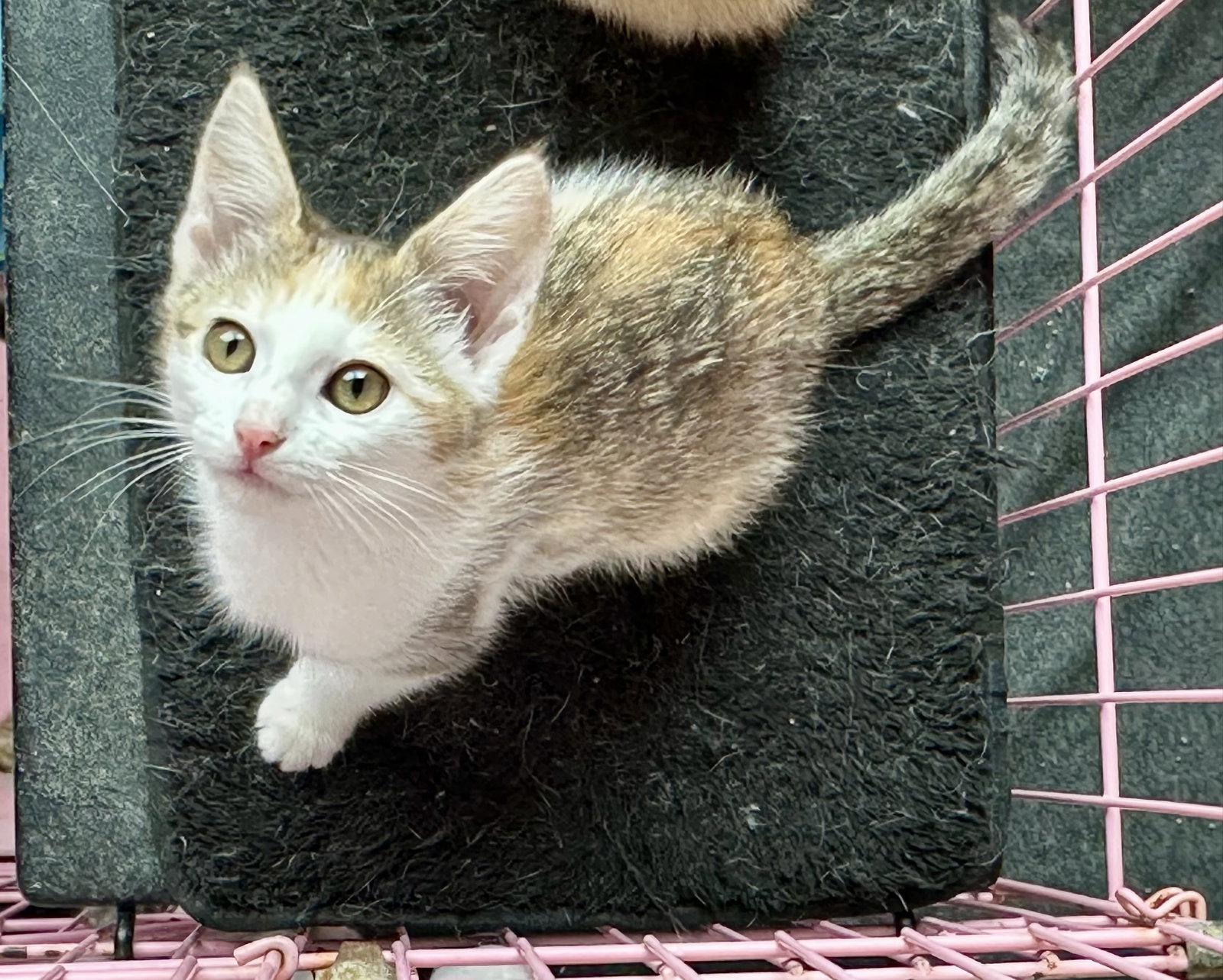 Swirl Napa, Adopted, Kitten Female Calico.