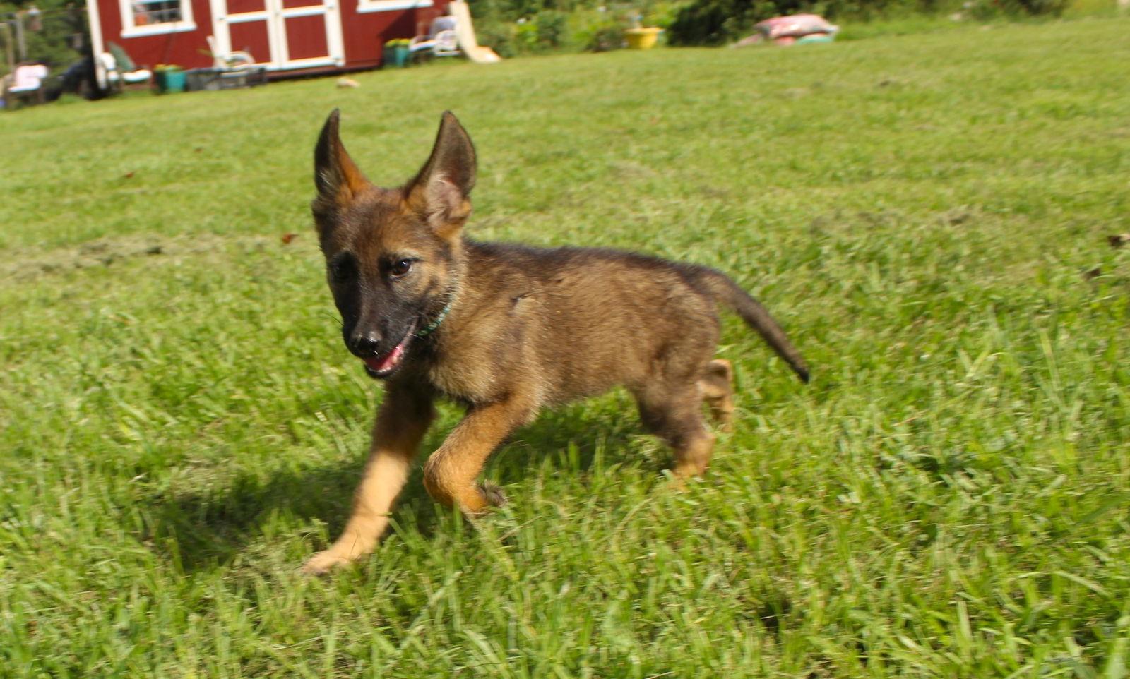 Evers-10-12wks/Spay Contract Required $425, Adopted, Puppy Female German Shepherd Dog.