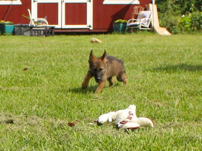 Enlarge Evers-10-12wks/Spay Contract Required $425, a Adopted German Shepherd Dog in Holly Hill, SC image 2/3