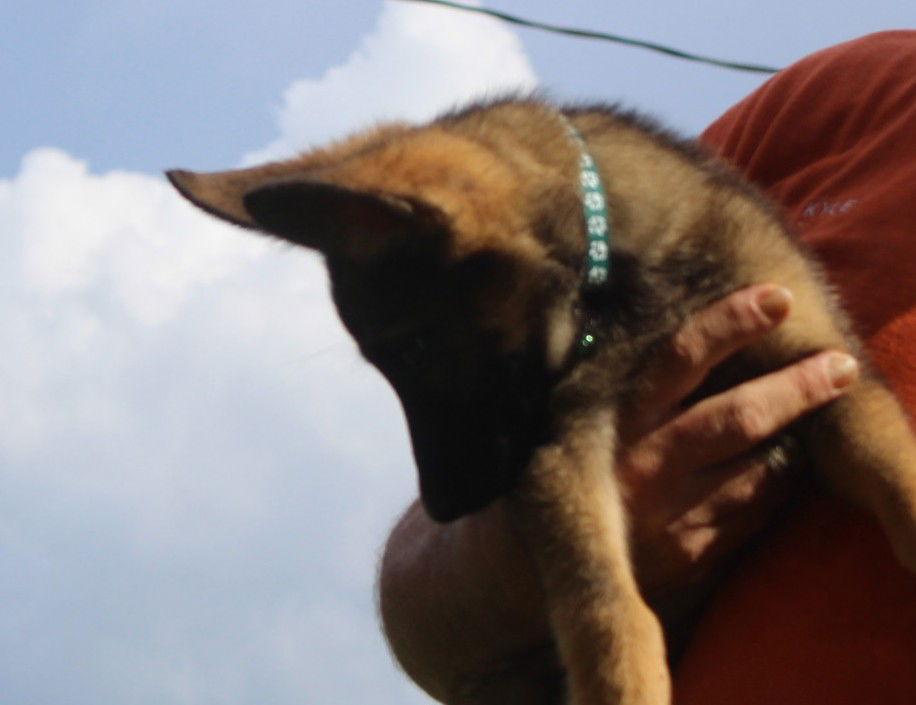 Enlarge Evers-10-12wks/Spay Contract Required $425, a Adopted German Shepherd Dog in Holly Hill, SC image 3/3