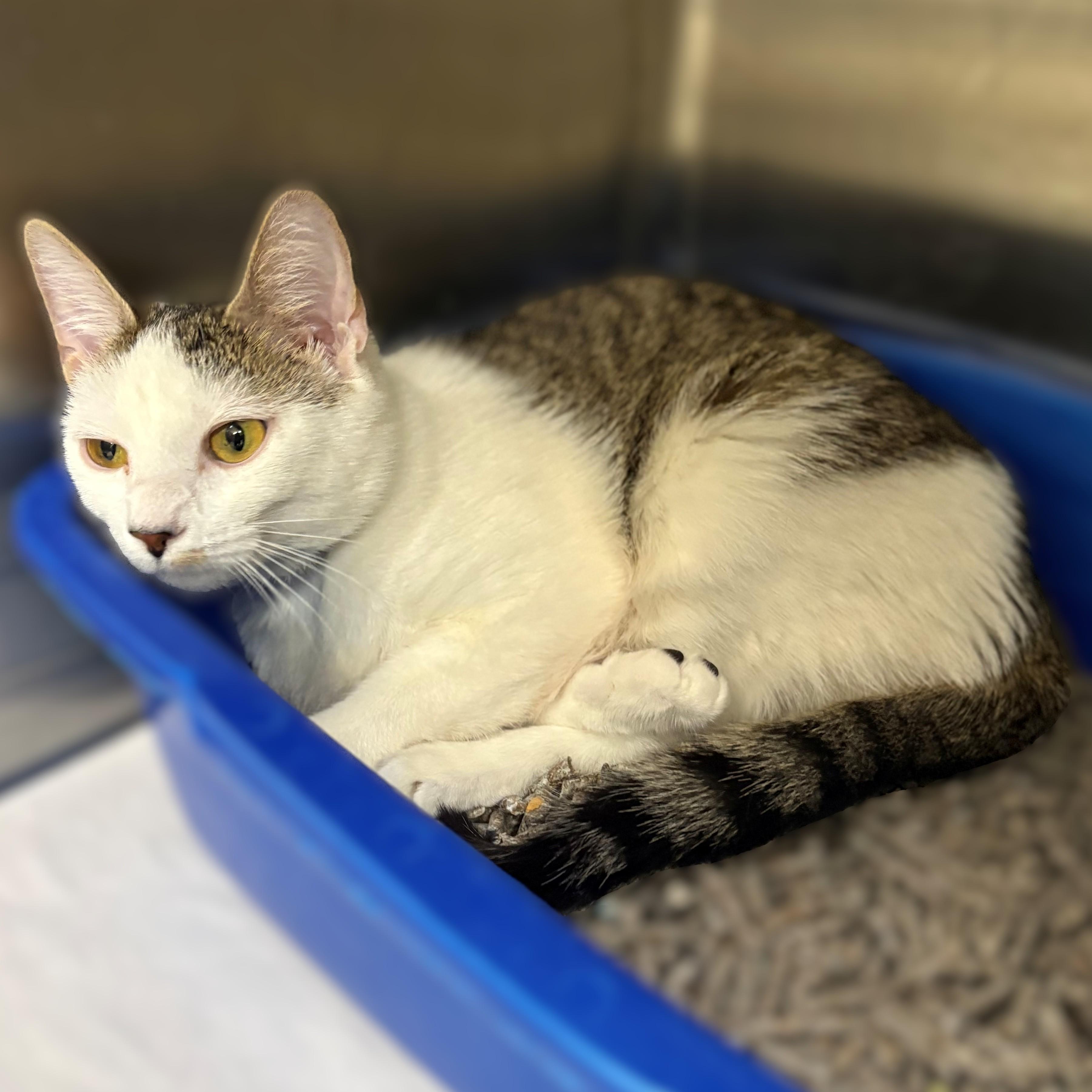 Enlarge Friday- #50214, a ADOPTABLE Domestic Short Hair in Columbia, MD image 2/2