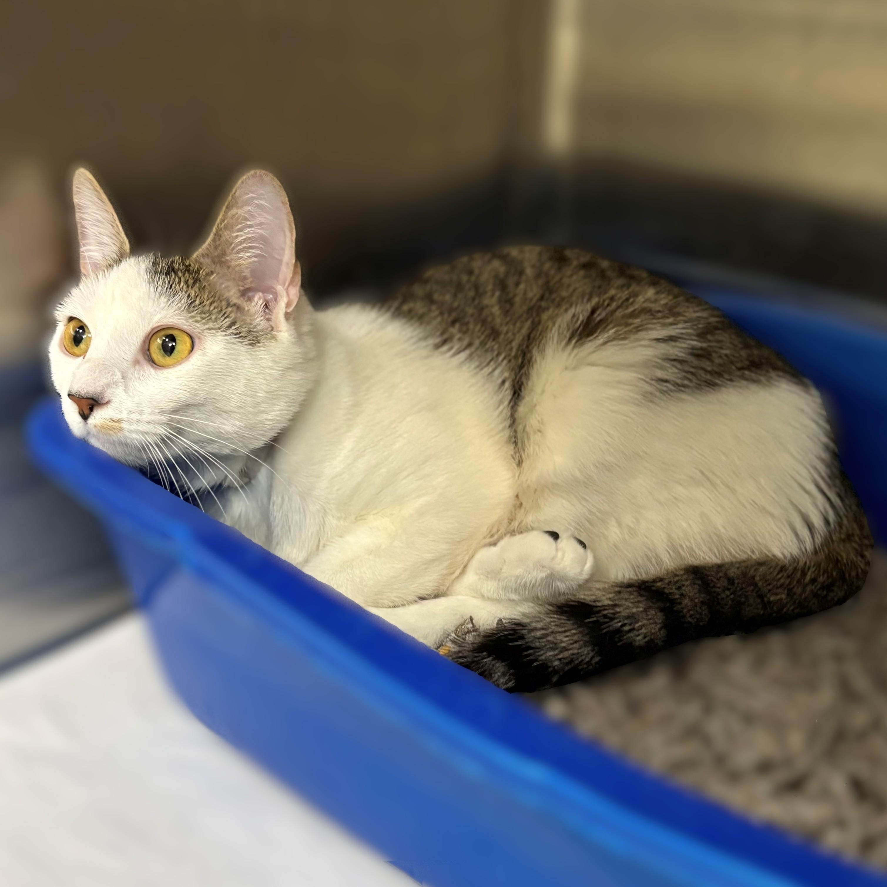 Friday- #50214, ADOPTABLE, Young Male Domestic Short Hair.