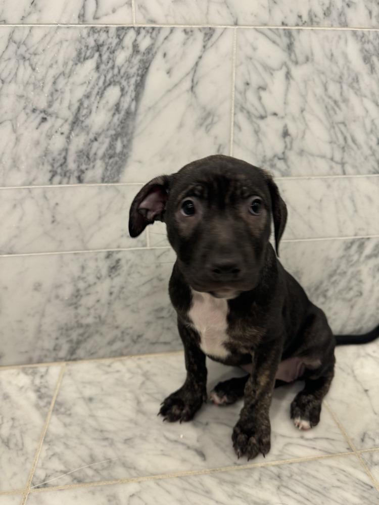 Enlarge LadyBug, a Adoptable mixed breed in New York, NY image 1/6