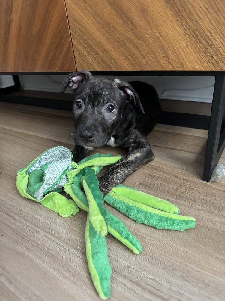 Enlarge LadyBug, a Adoptable mixed breed in New York, NY image 2/6