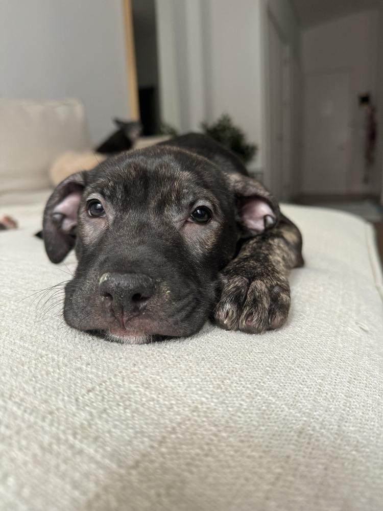 Enlarge LadyBug, a Adoptable mixed breed in New York, NY image 3/6