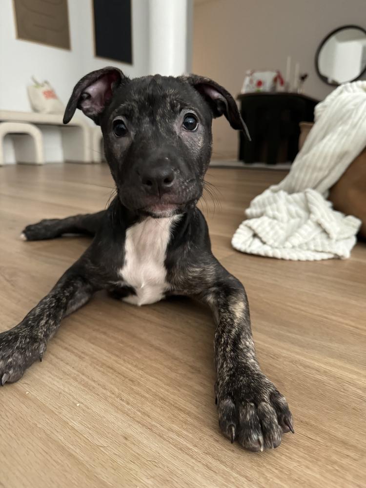 Enlarge LadyBug, a Adoptable mixed breed in New York, NY image 4/6