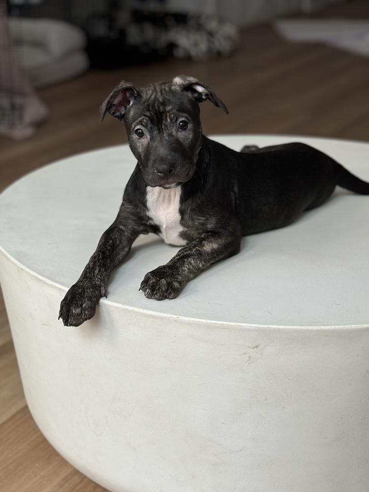 Enlarge LadyBug, a Adoptable mixed breed in New York, NY image 5/6