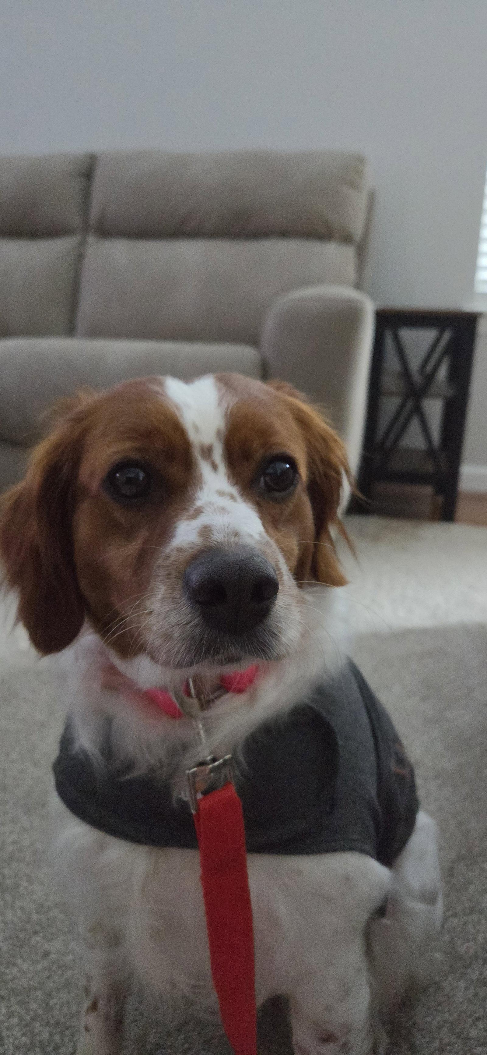 IL/Trier, Adoptable, Adult Female Brittany Spaniel.