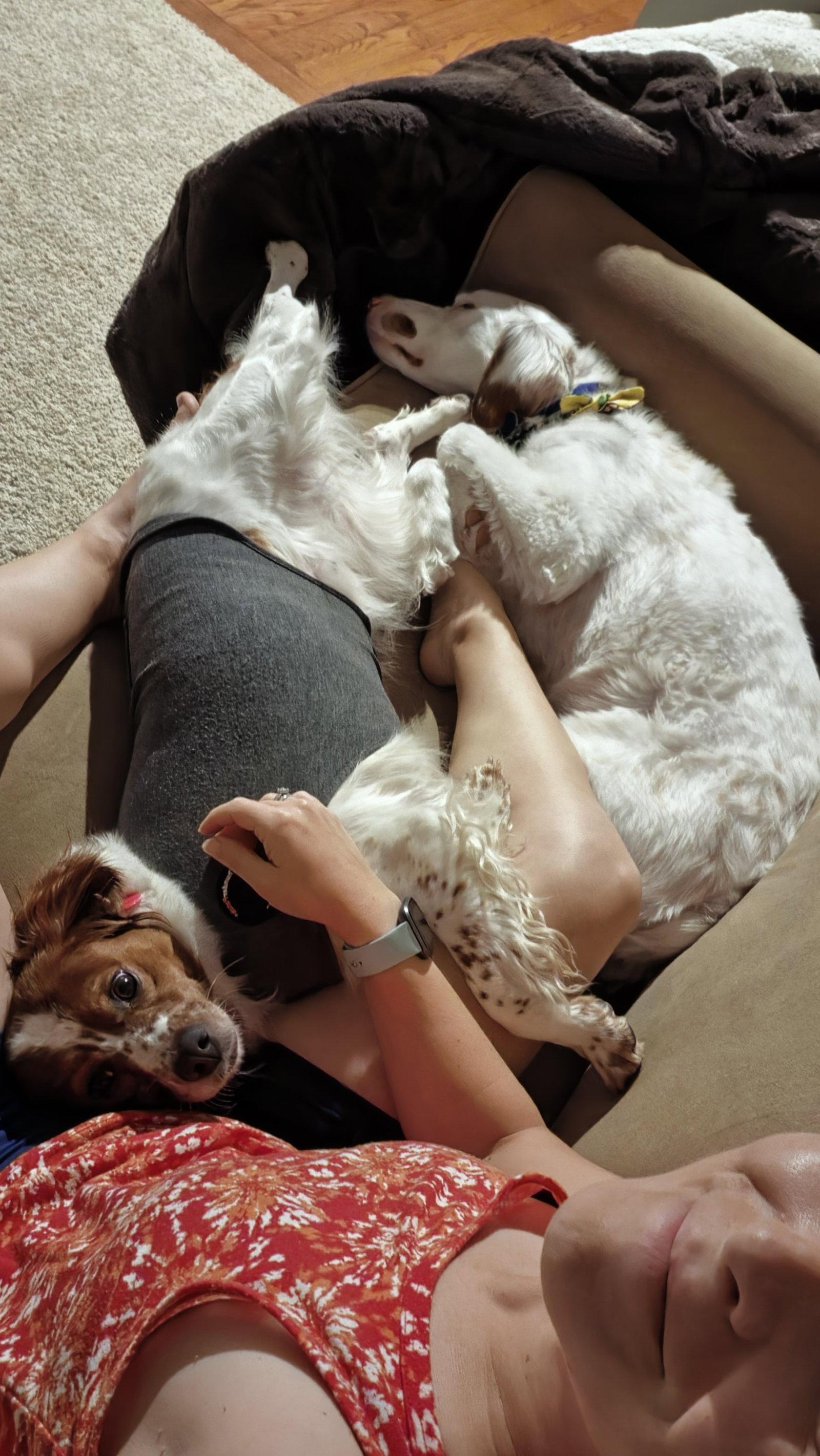 IL/Trier, a Adoptable Brittany Spaniel in Baldwinsville, NY image 2/3